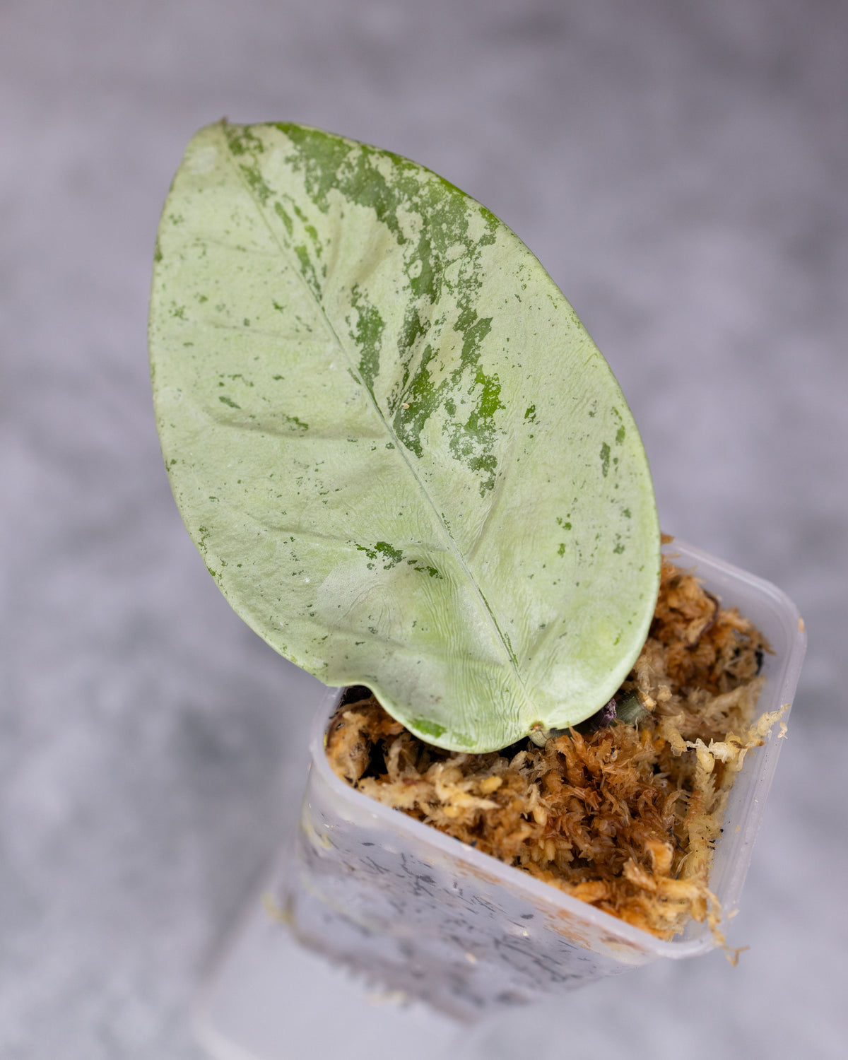 Hoya coriacea (Silver/Splash)