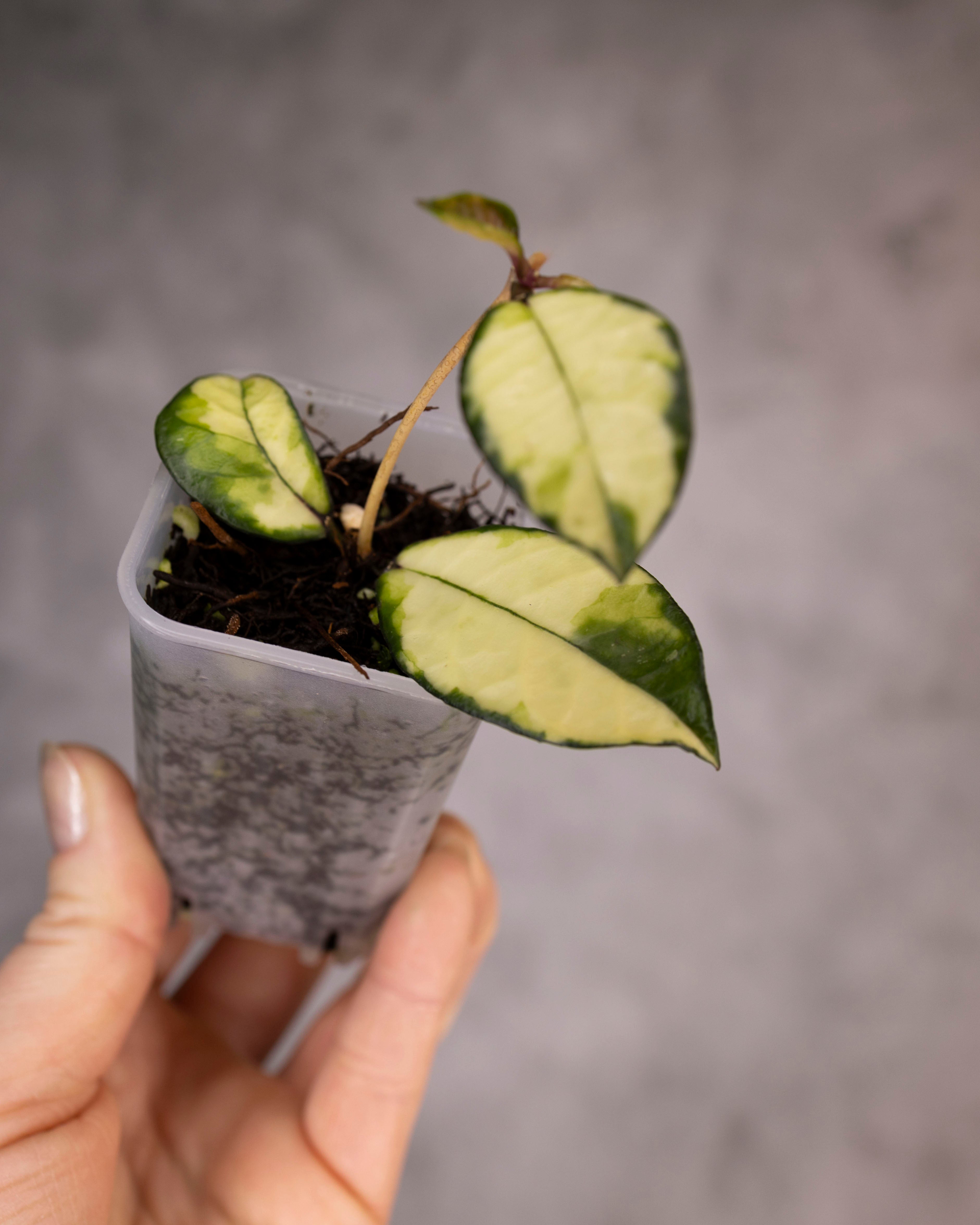 Hoya crassipetiolata (Variegated) – Hoya Cuttings