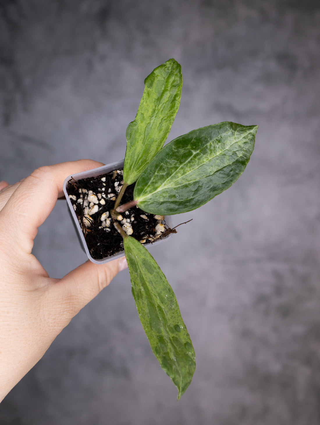Hoya &
