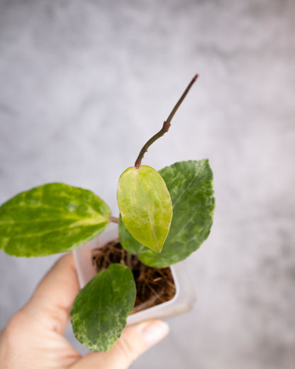 Hoya &