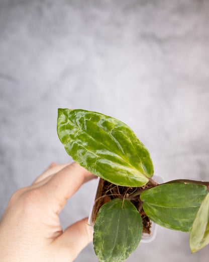 Hoya &