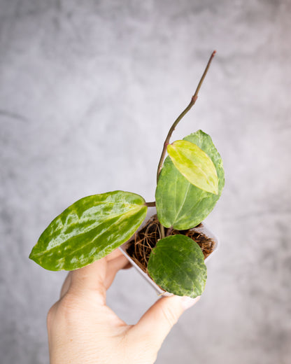 Hoya &