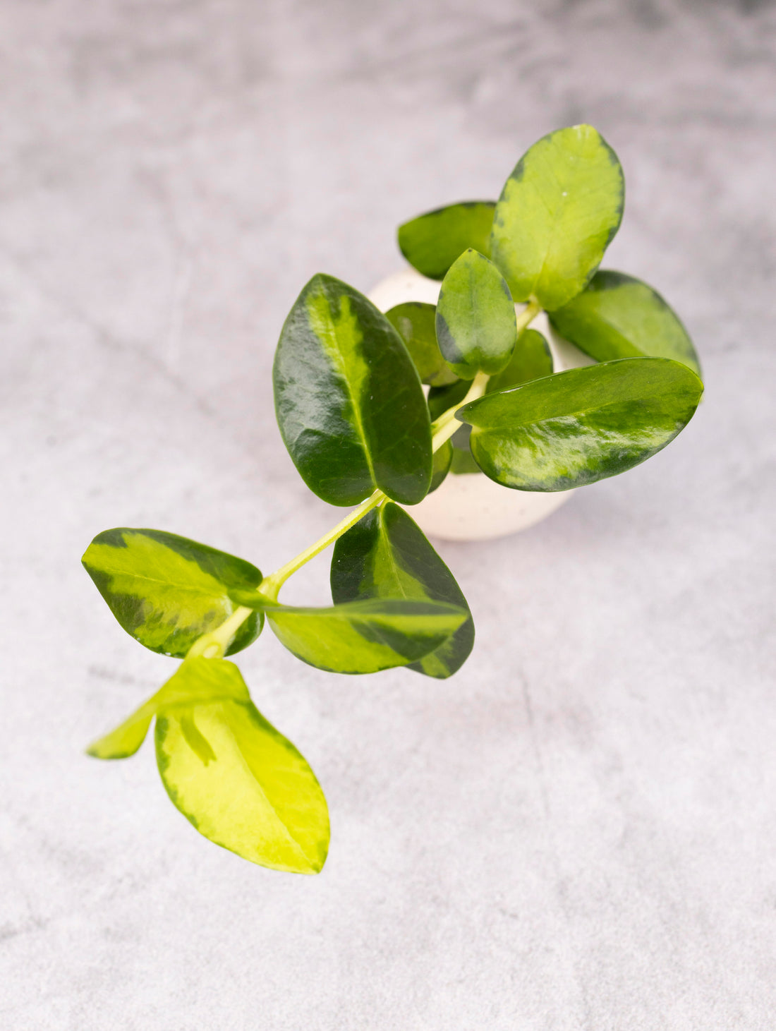 Green leafy plant on a light gray background