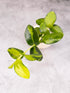 Green leafy plant on a light gray background