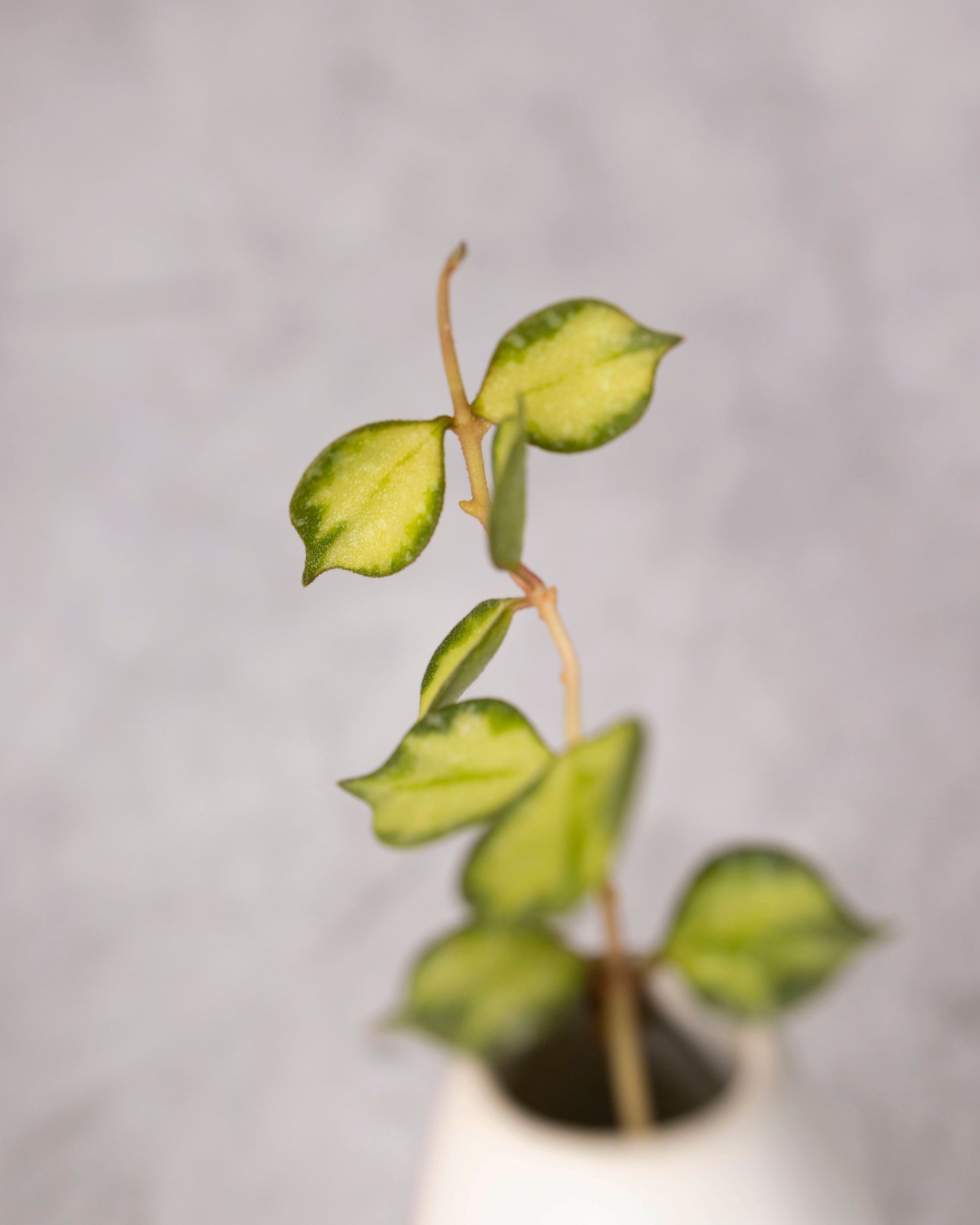 Potted plant with green leaves on a gray background