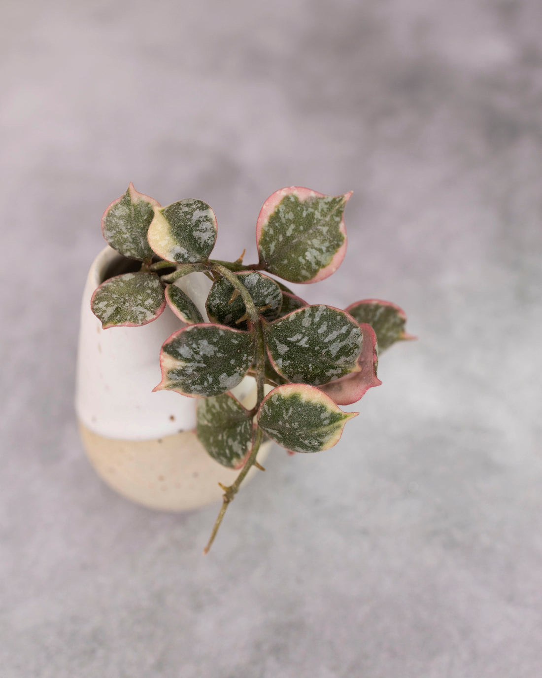 Hoya curtisii (Outer Variegated)