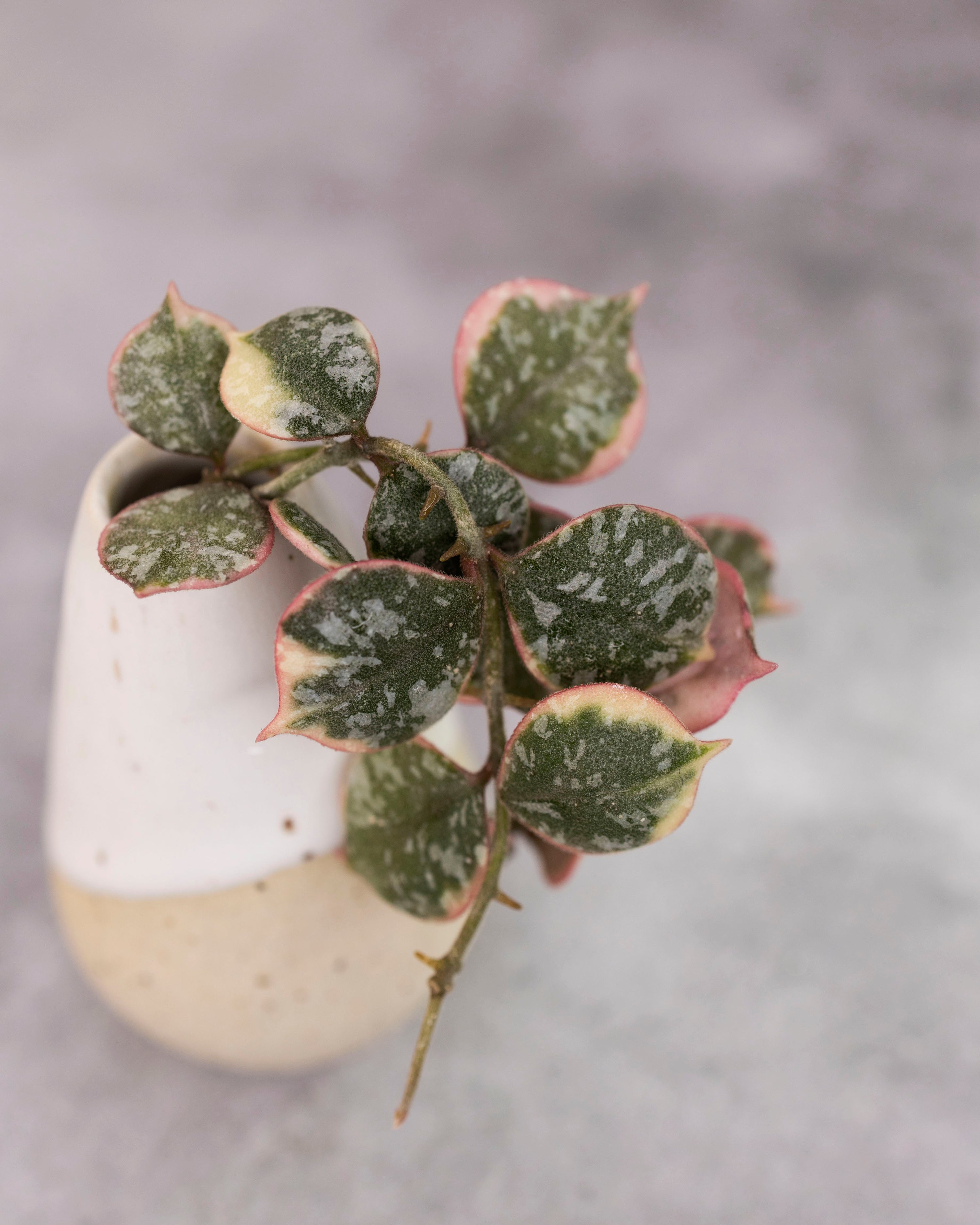 Hoya curtisii (Outer Variegated)
