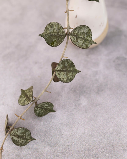 Hoya curtisii (splash)