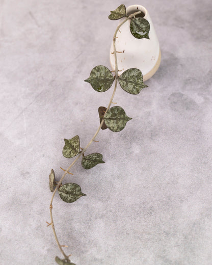Hoya curtisii (splash)