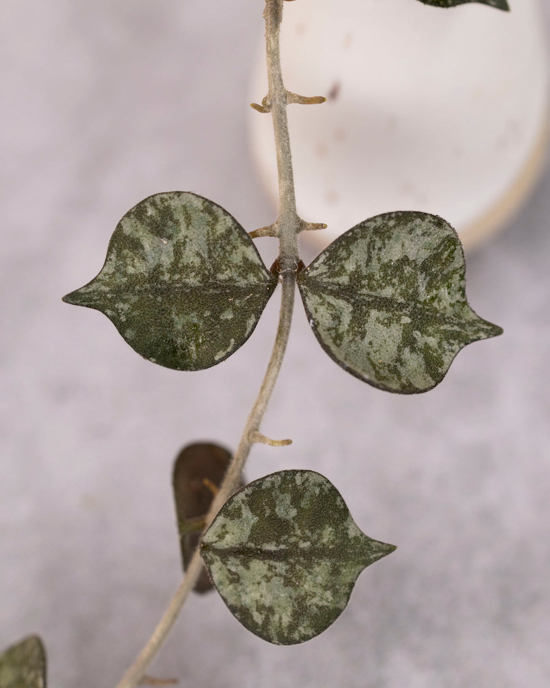 Hoya curtisii (splash)