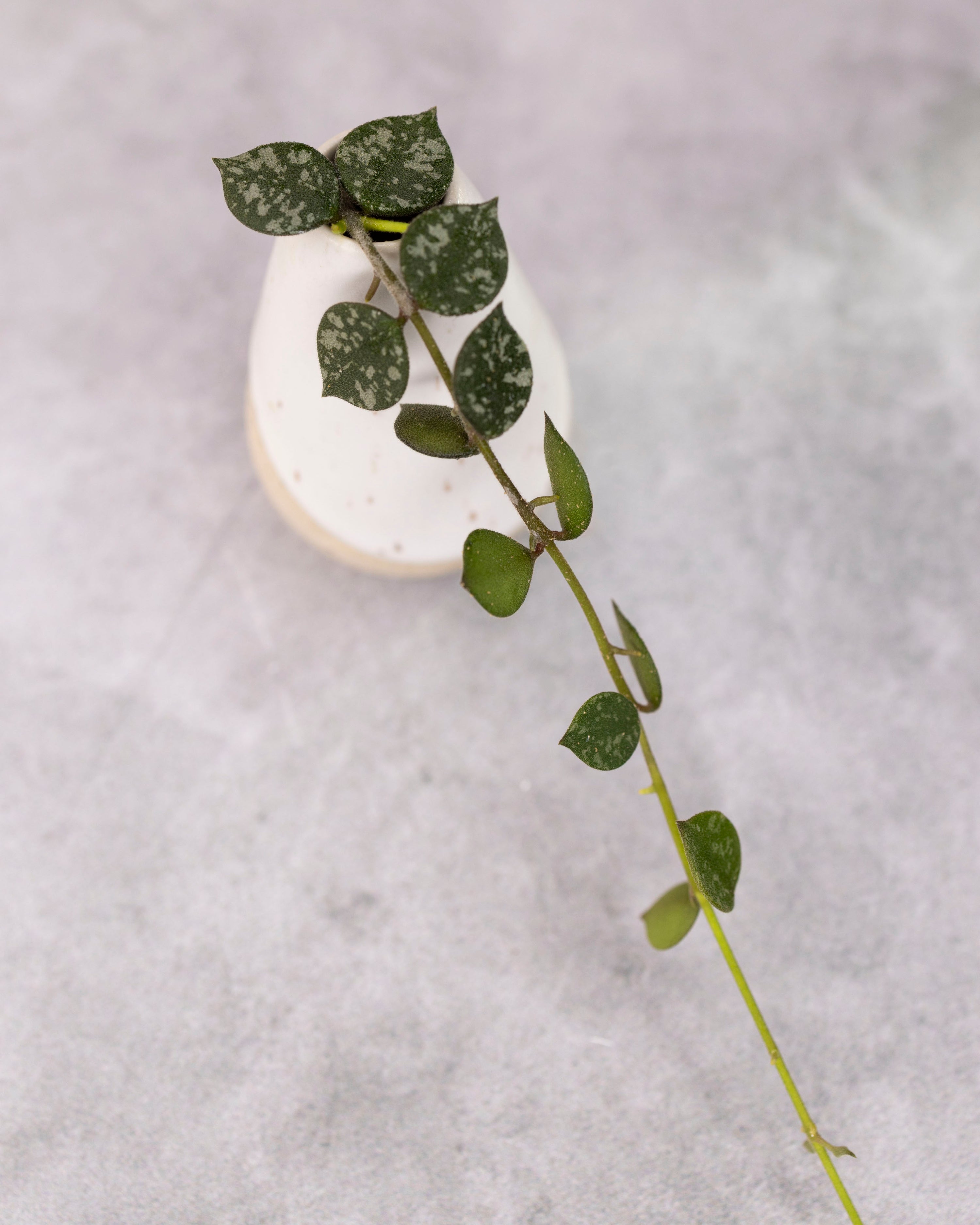 Hoya curtisii (Small Leaves)