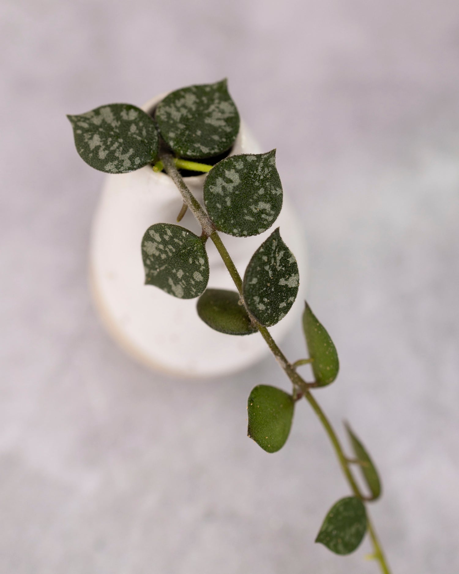 Hoya curtisii (Small Leaves)