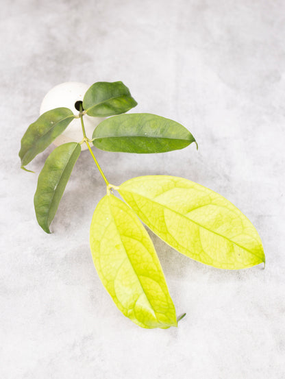 Hoya danumensis