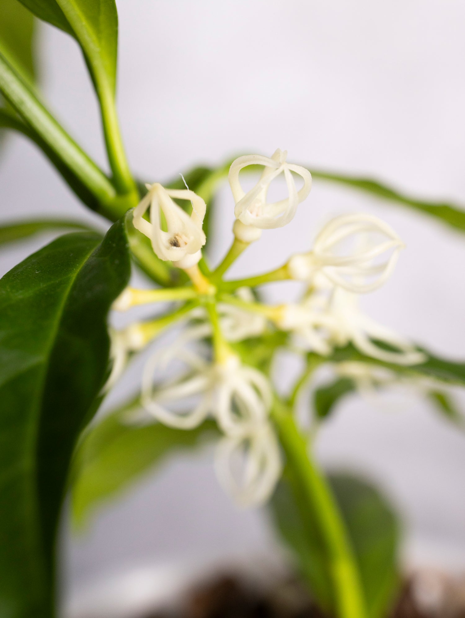 Hoya decipulae