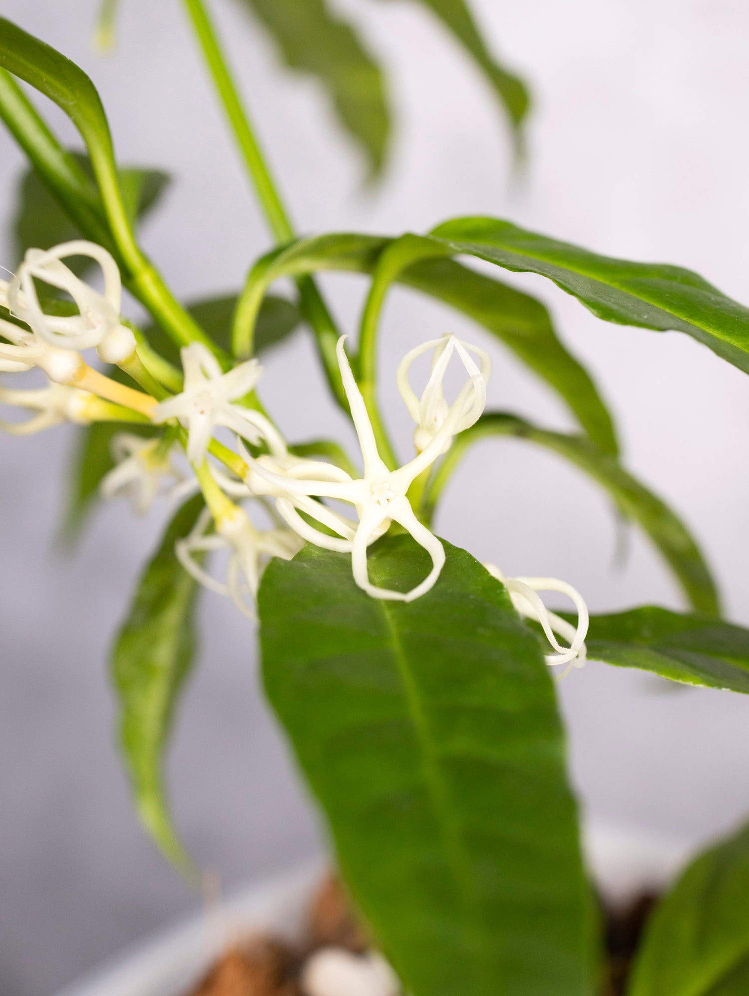 Hoya decipulae