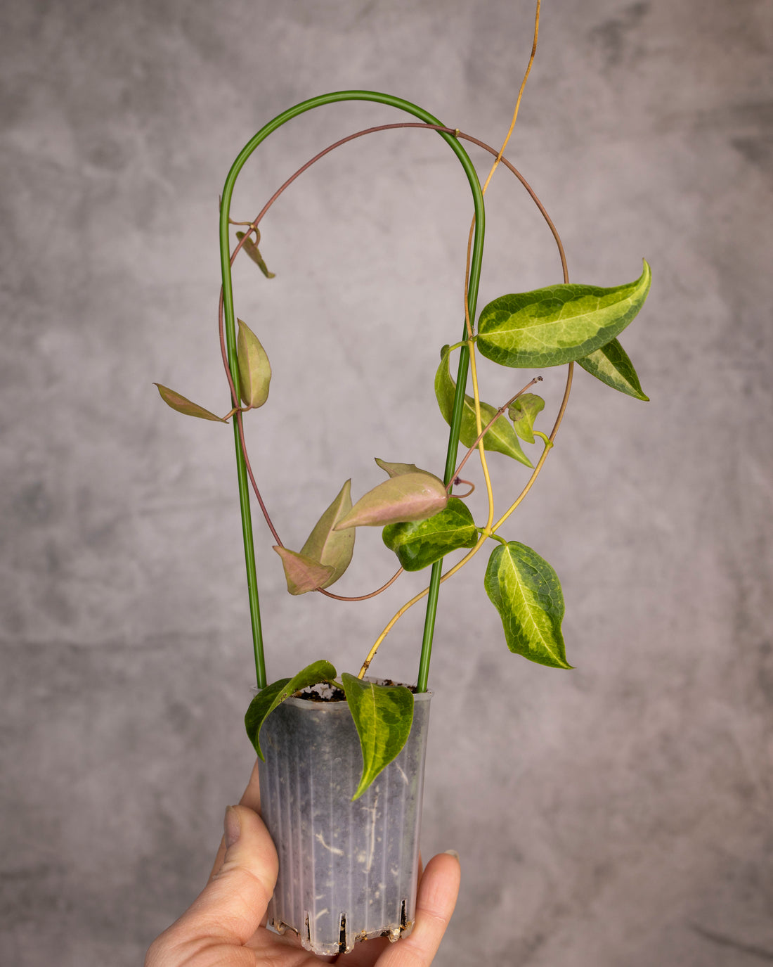 Potted plant held against a gray background