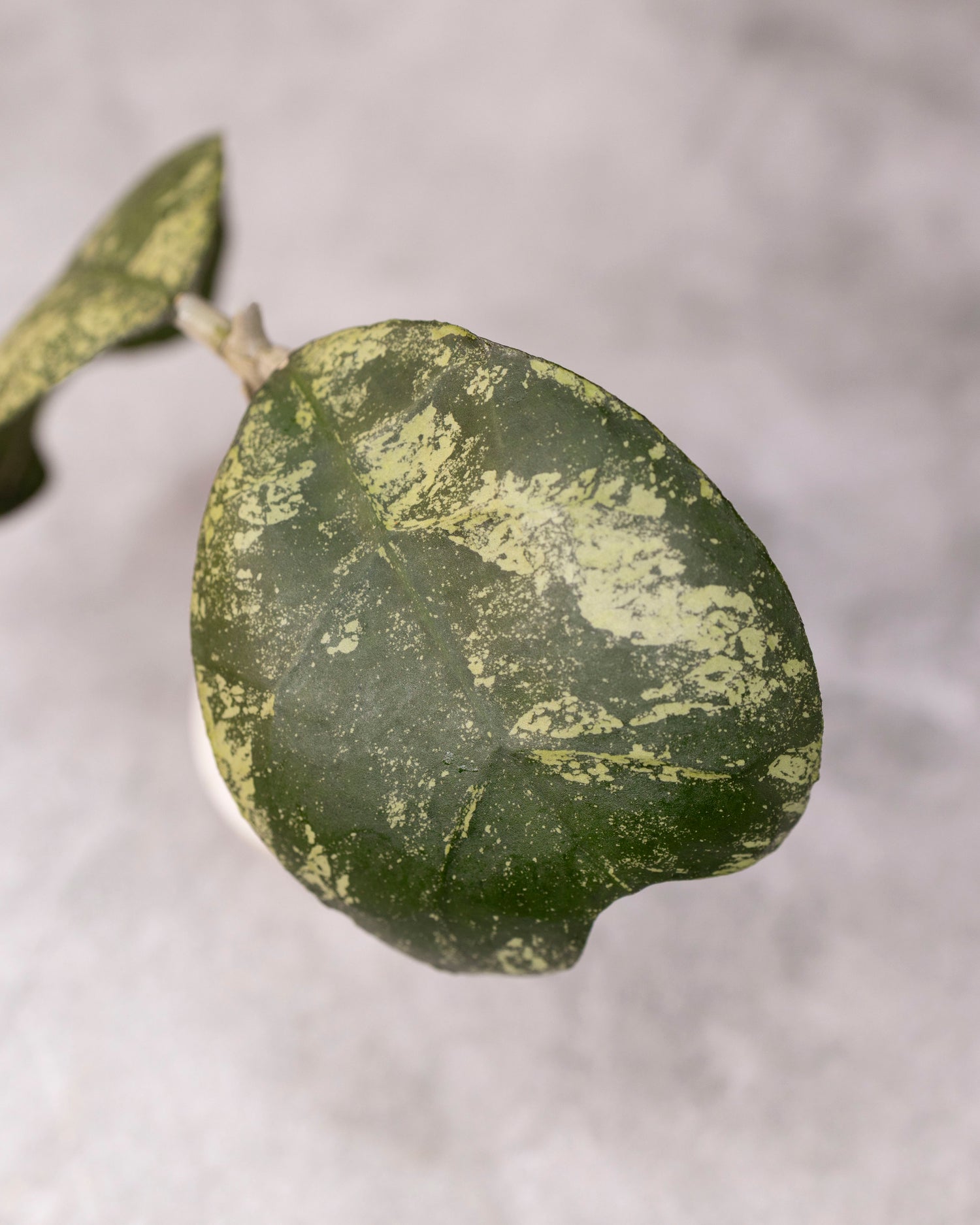 Hoya deykeae &