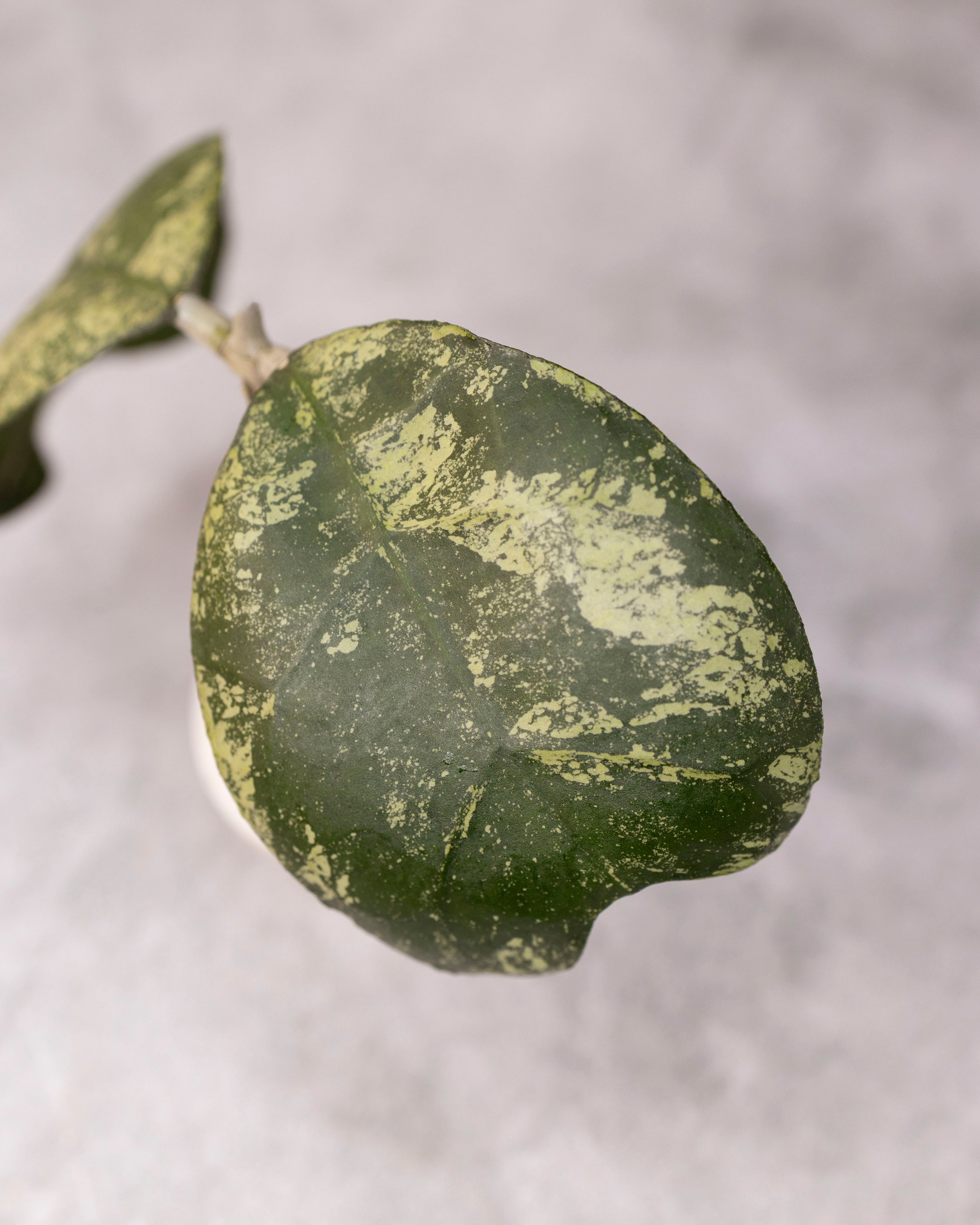 Hoya deykeae &
