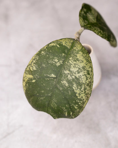 Hoya deykeae &