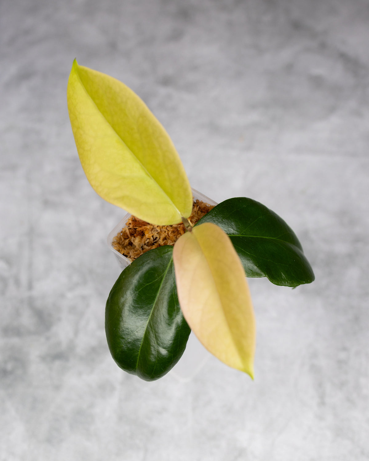 Hoya dischorensis