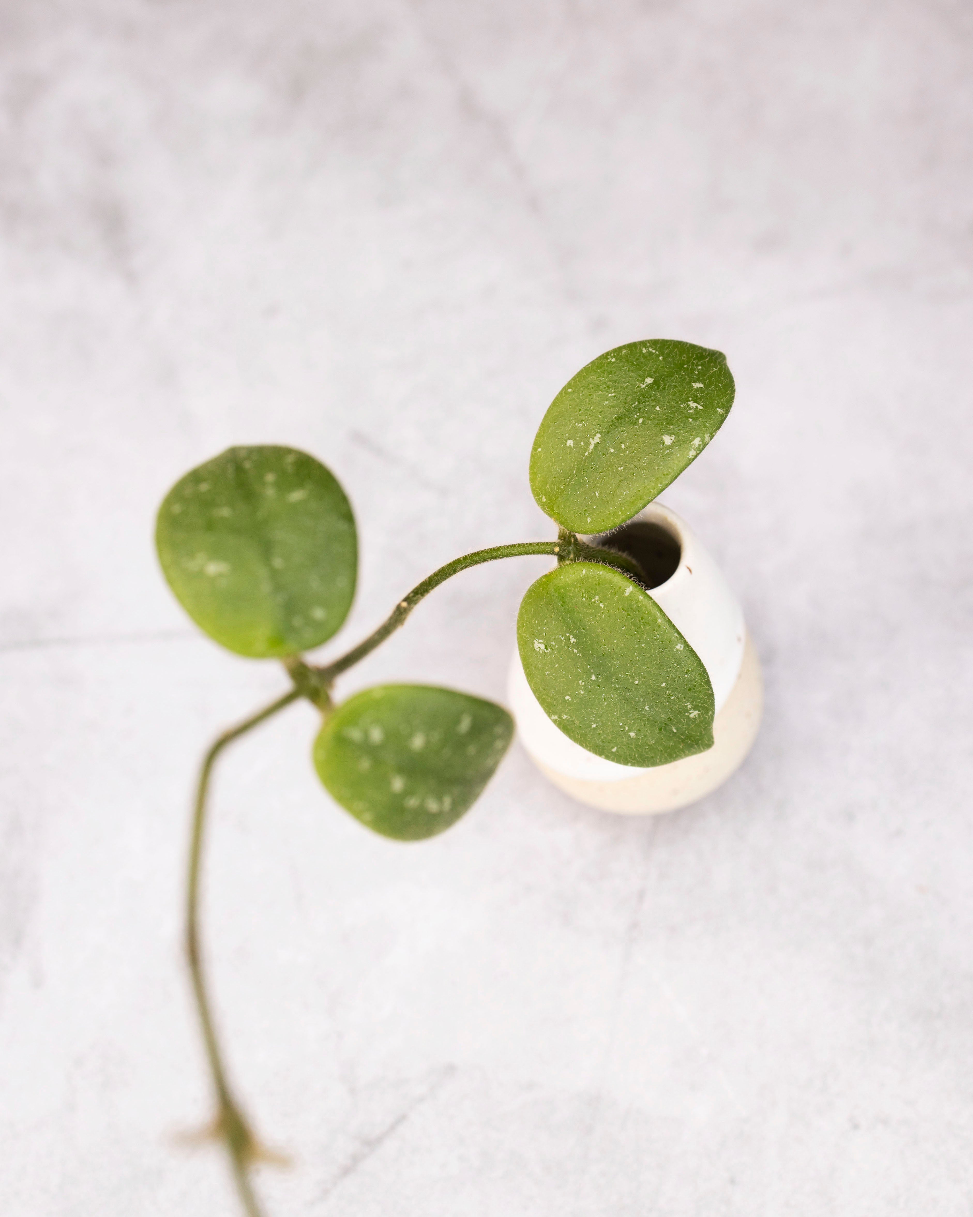 Hoya edamame