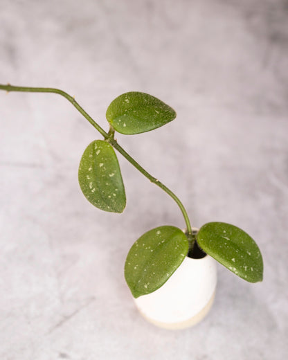 Hoya edamame
