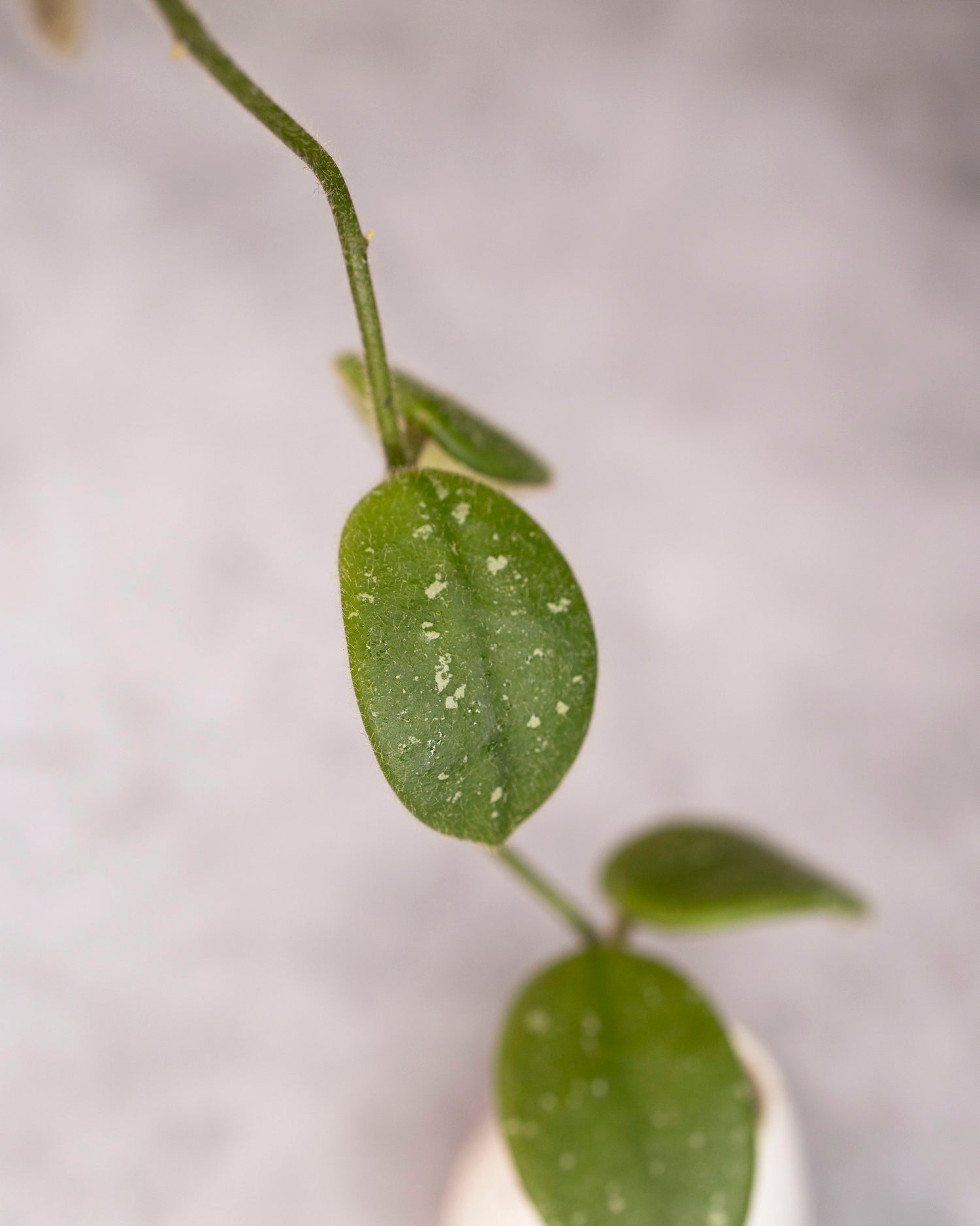 Hoya edamame