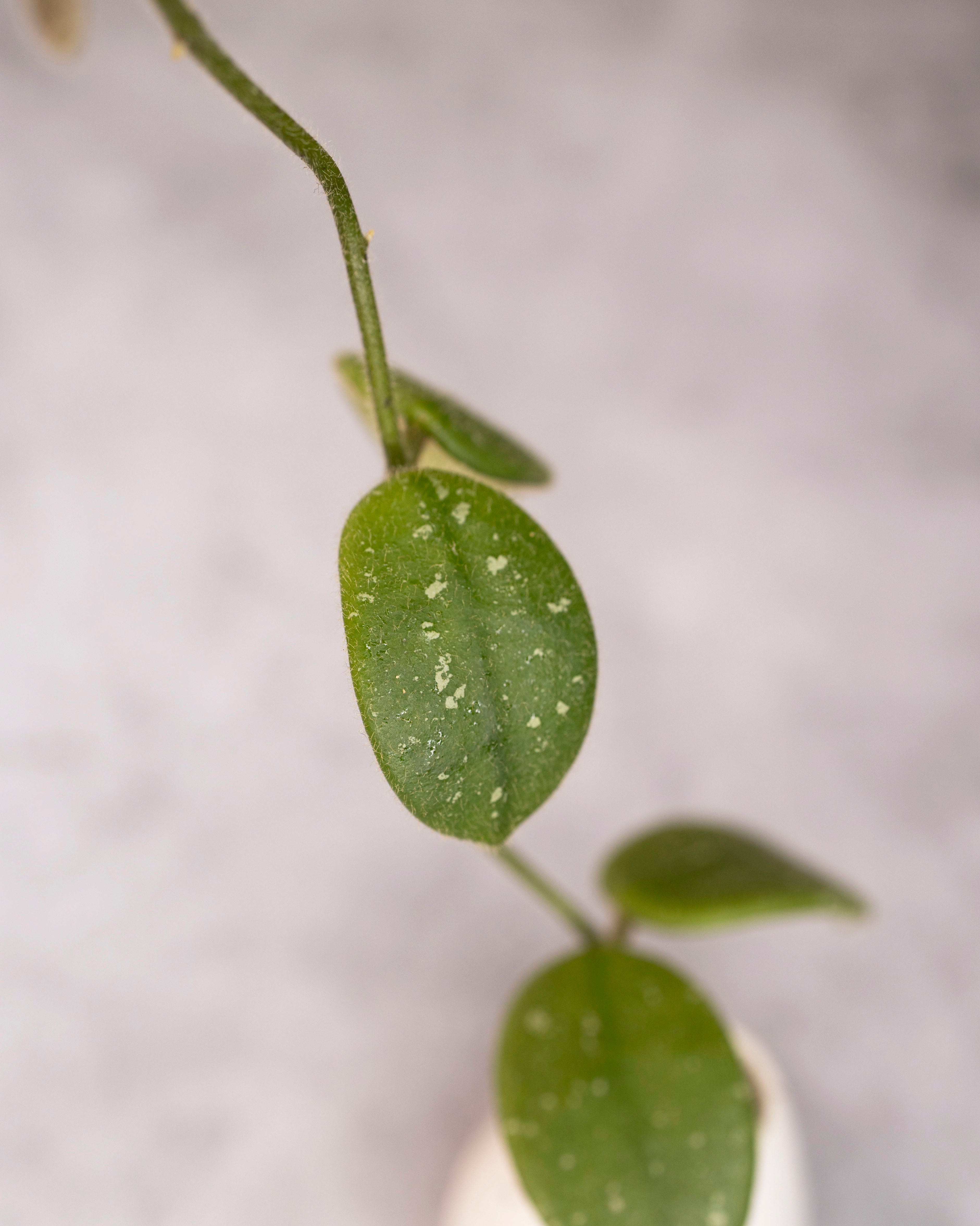 Hoya edamame