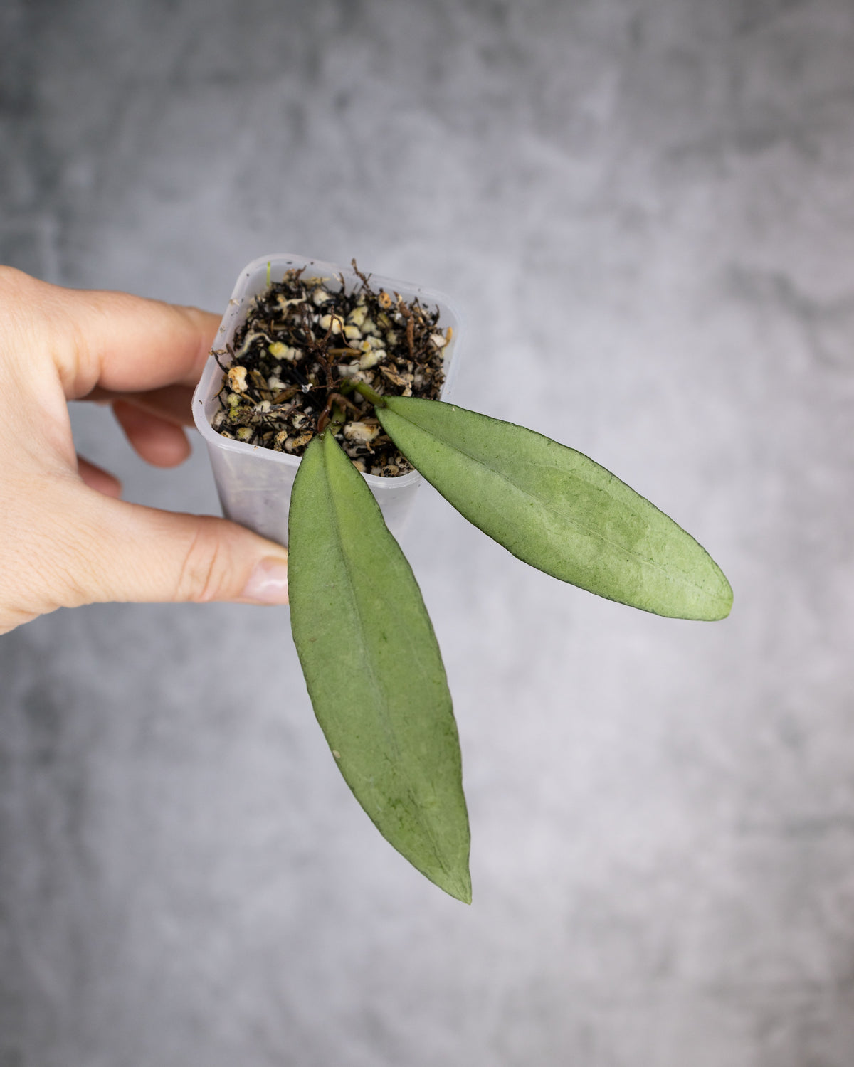Hoya &