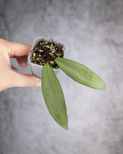 Hoya &