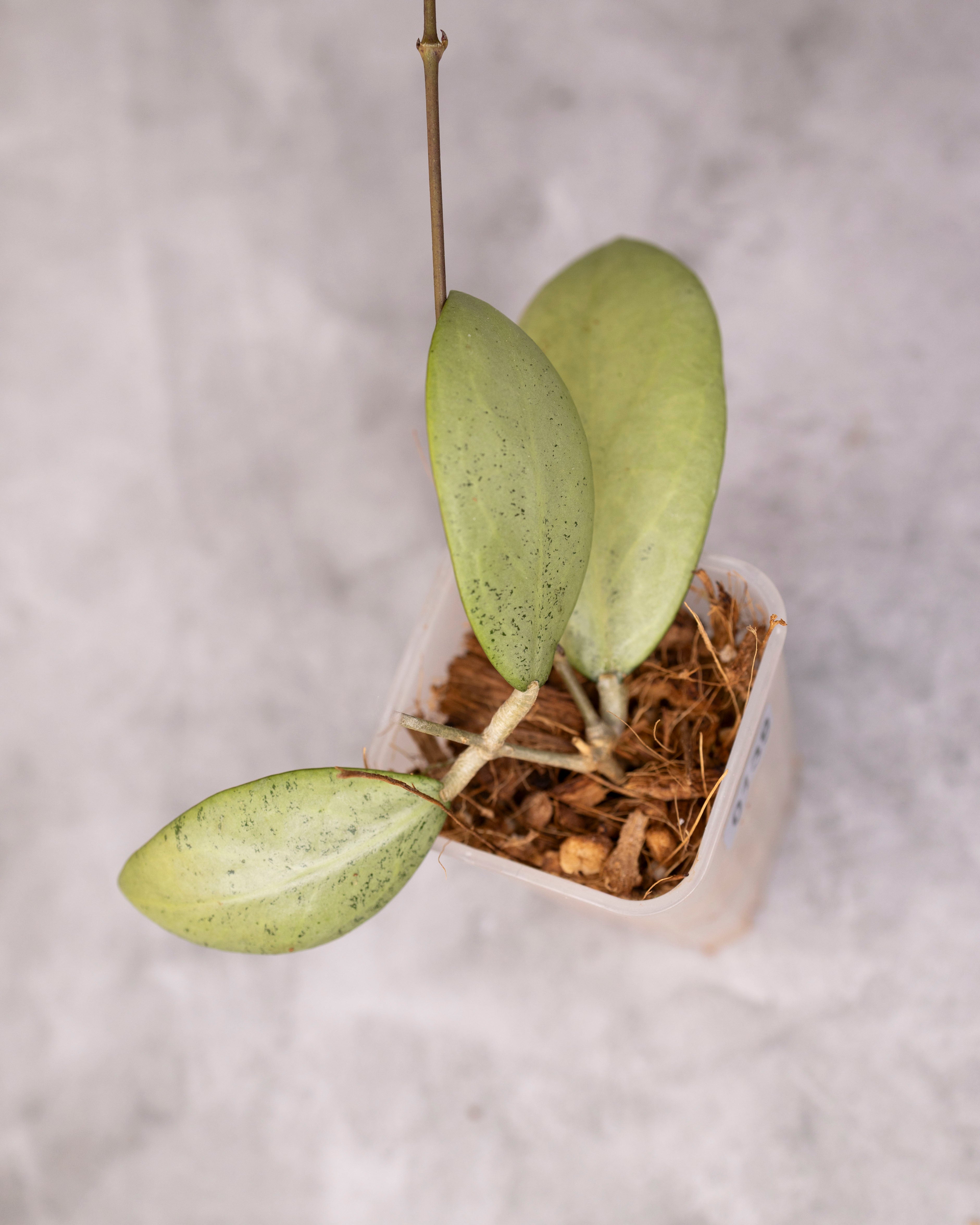 Hoya erythrostemma (Silver) /0139/