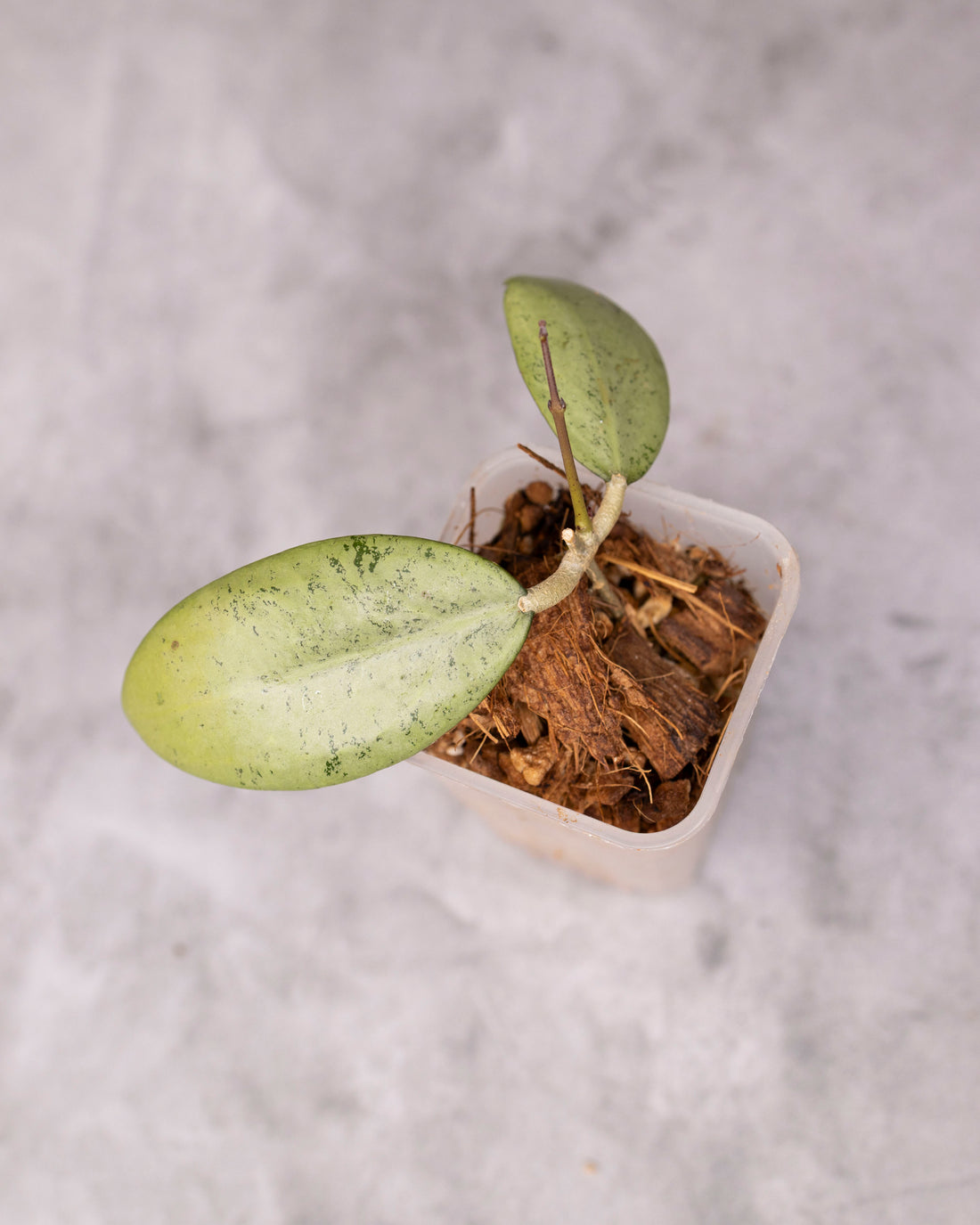 Hoya erythrostemma (Silver) /0140/