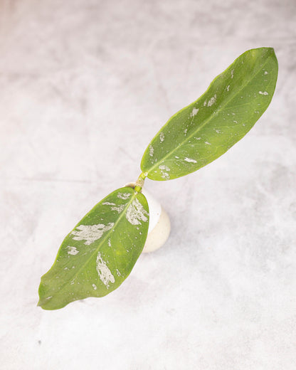 Two green leaves with white spots on a light gray background