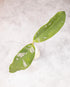 Two green leaves with white spots on a light gray background