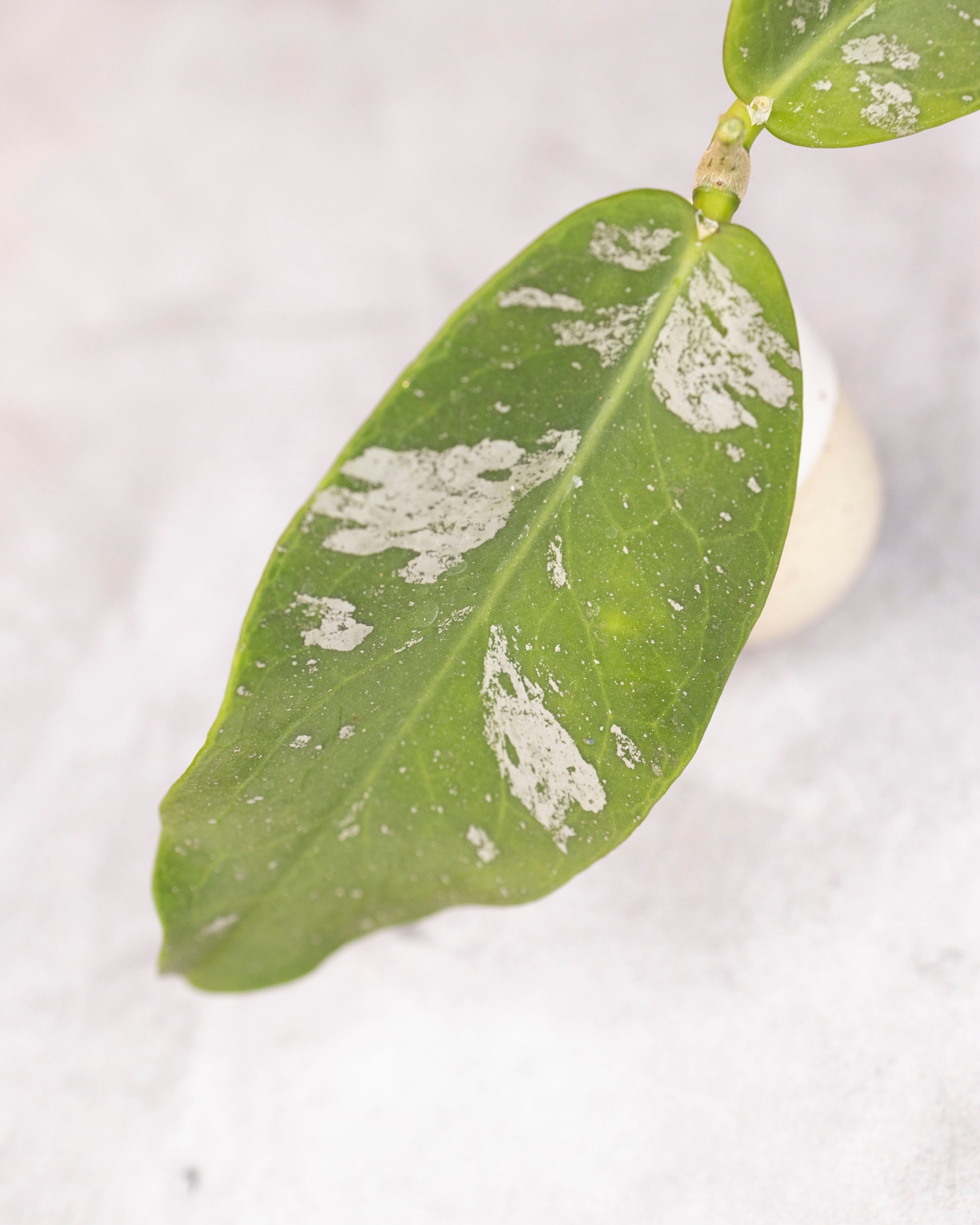 Close-up of a green leaf with white spots on a light background