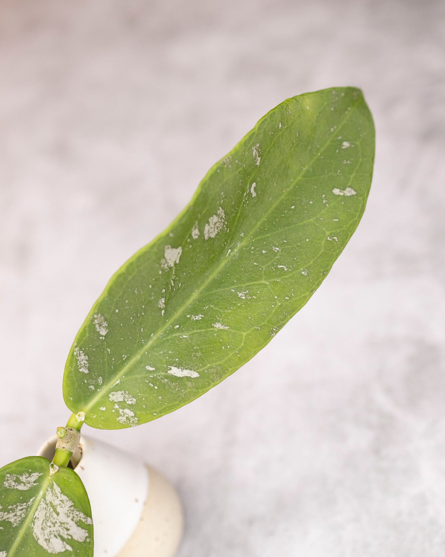 Close-up of a green leaf with white spots on a light gray background