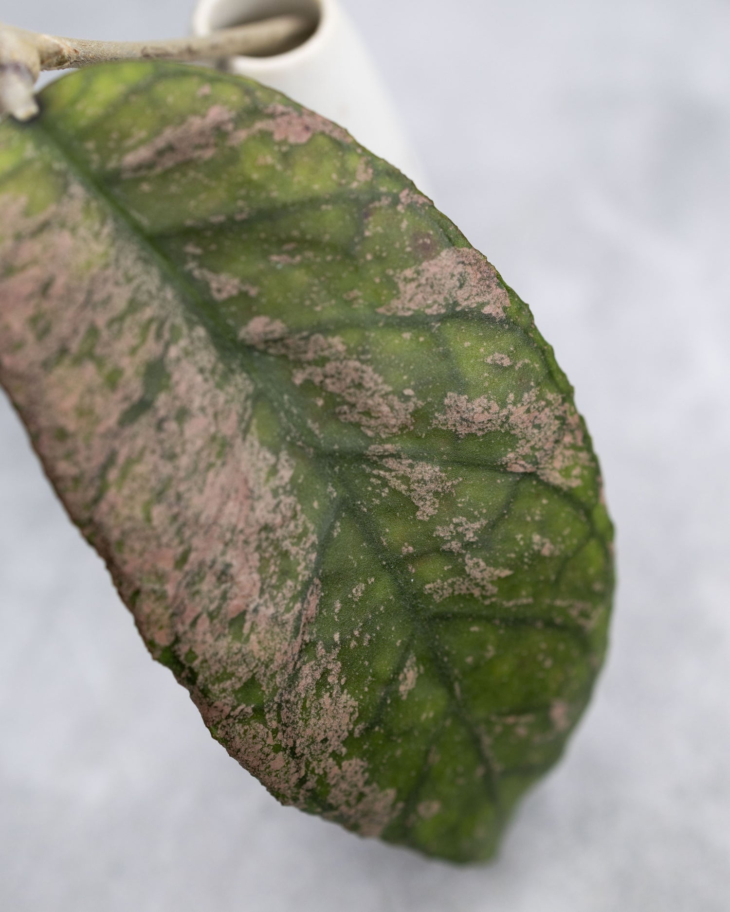 Hoya finlaysonii &