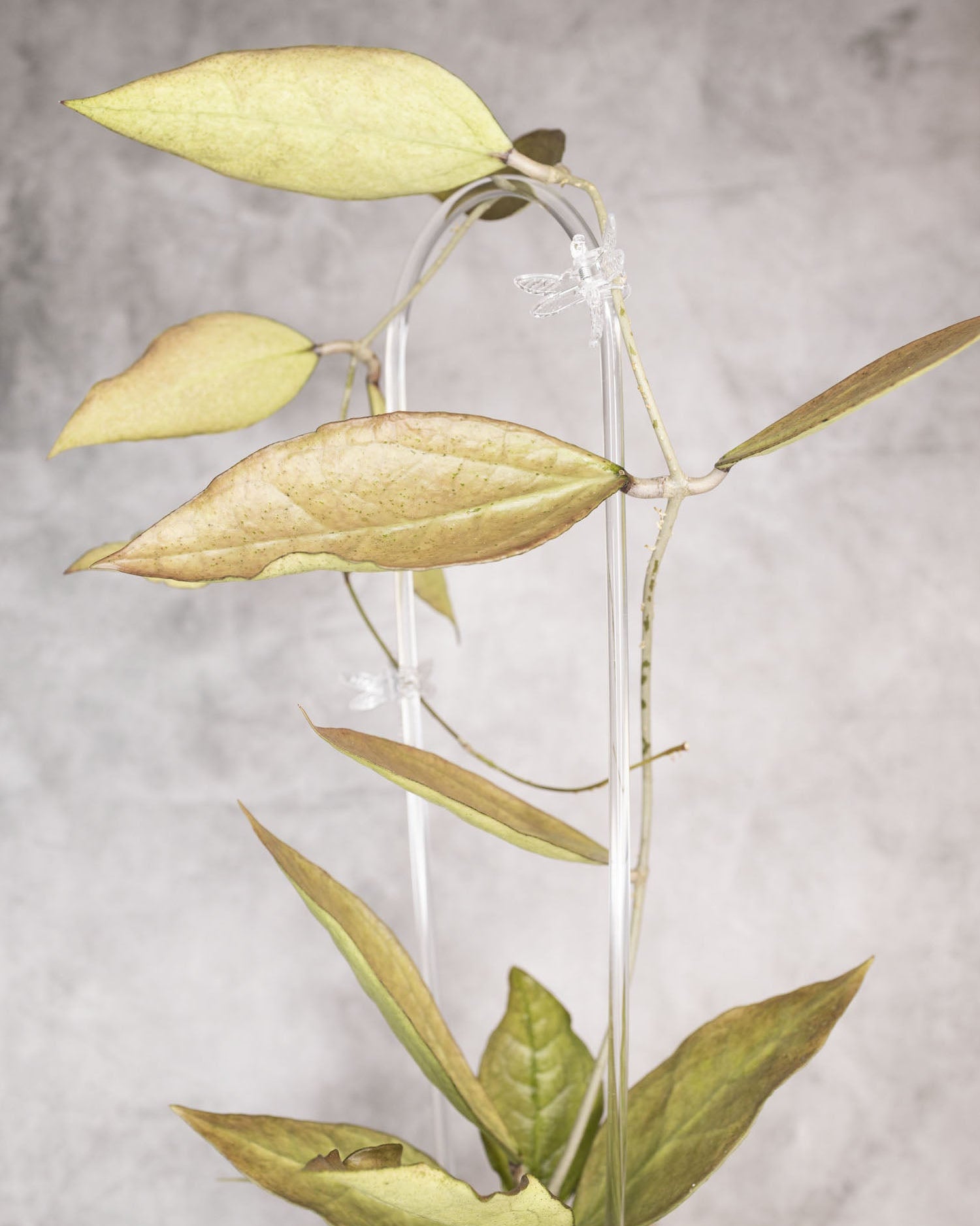 Hoya germany silver plant with pinkish silvery leaves on a gray background
