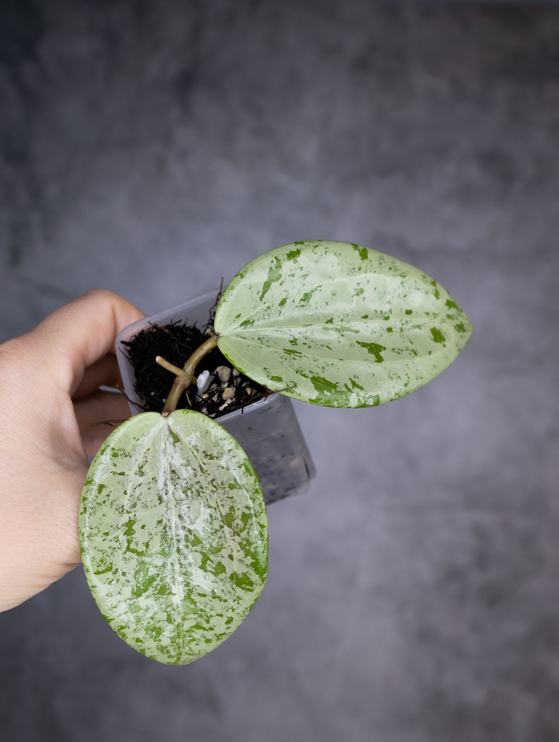 Hoya glabra silver