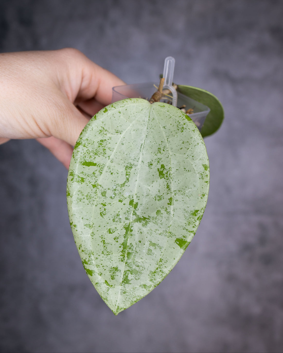 Hoya glabra silver