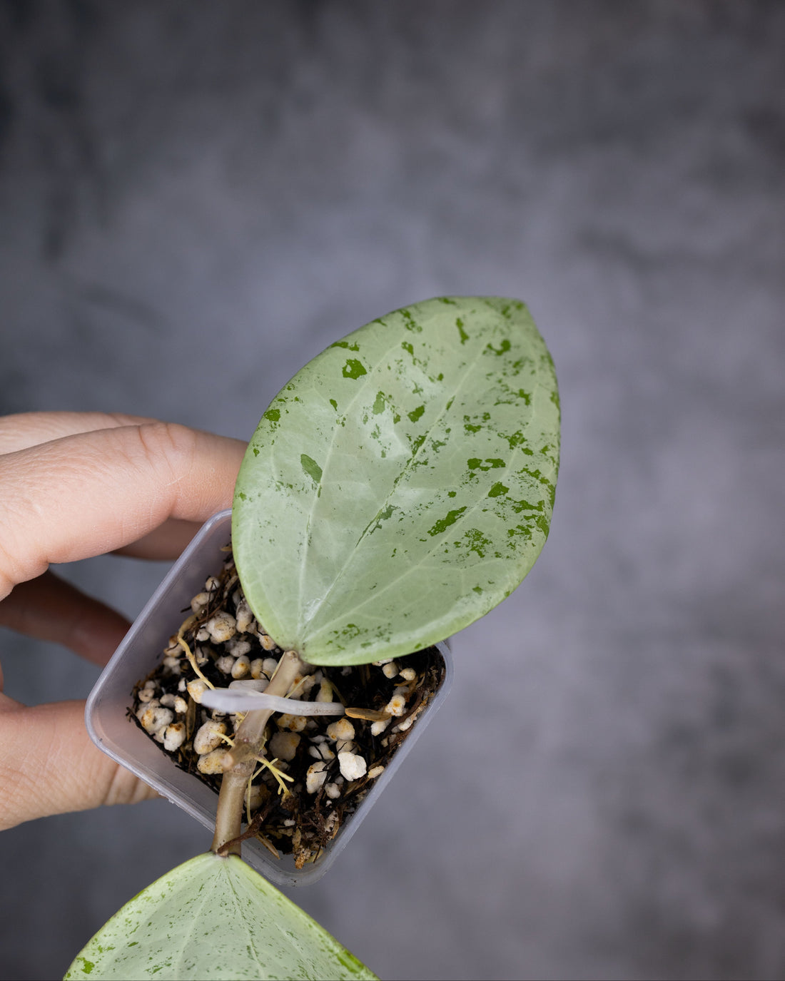 Hoya glabra (Silver)