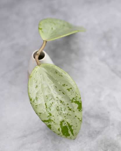 Hoya glabra (Silver)