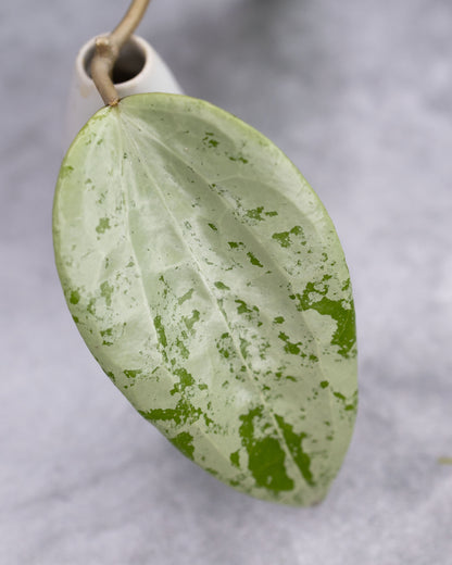 Hoya glabra (Silver)