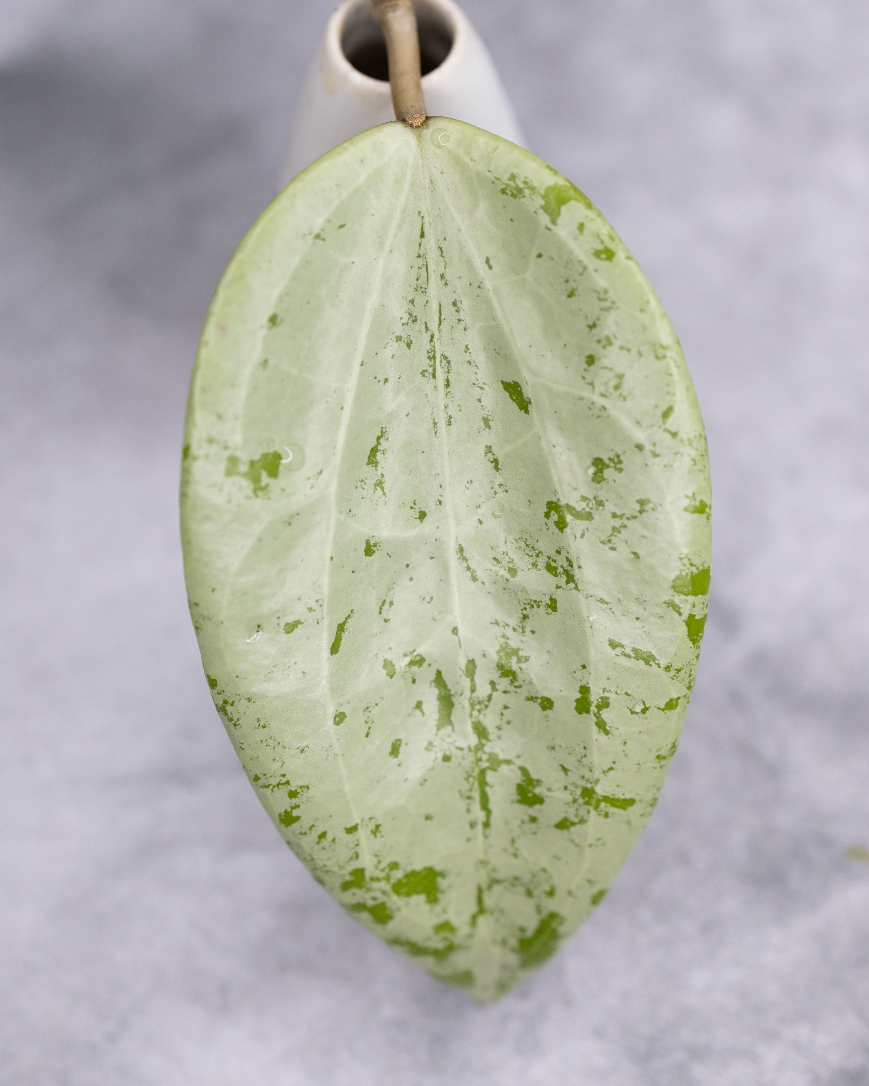 Hoya glabra (Silver)