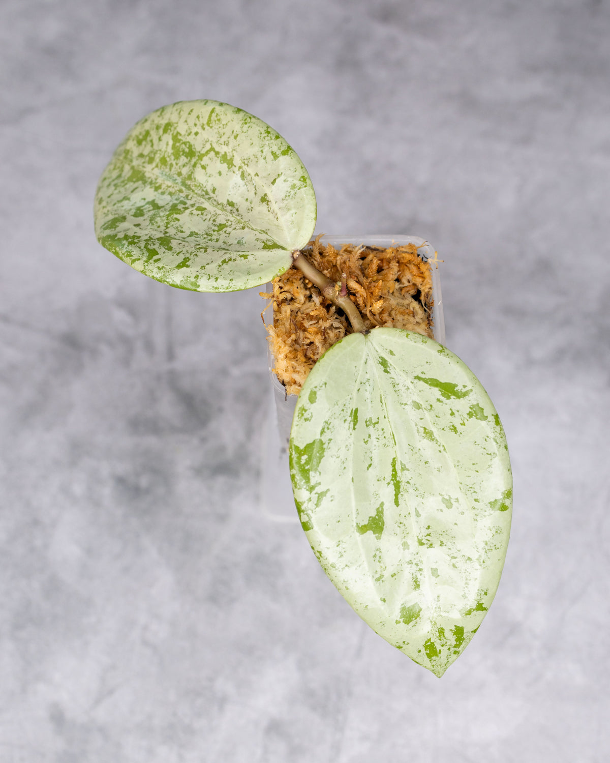 Hoya glabra (Silver)