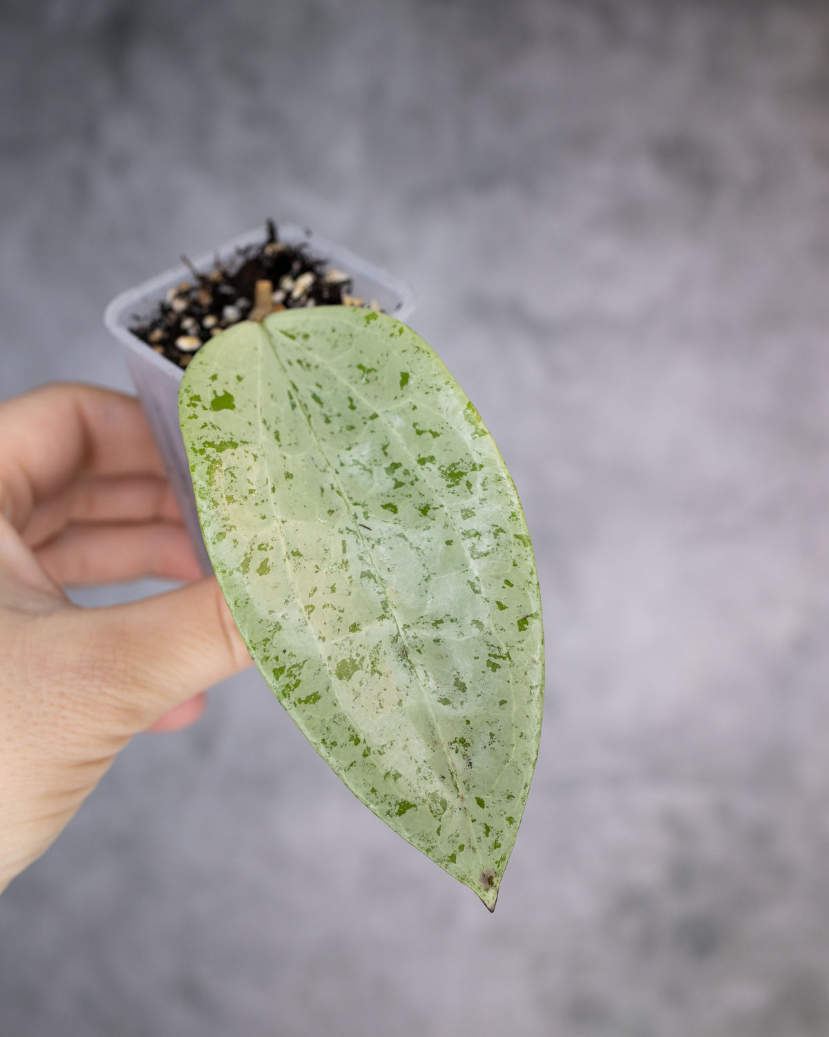 Hoya glabra (Silver)