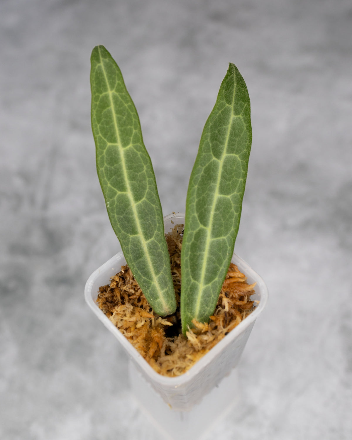 Hoya hypolasia