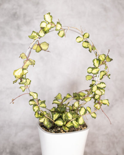 Potted plant with cascading green leaves on a neutral background