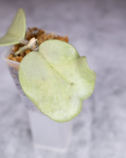 Hoya kerrii (Silver) (deformed leaf)
