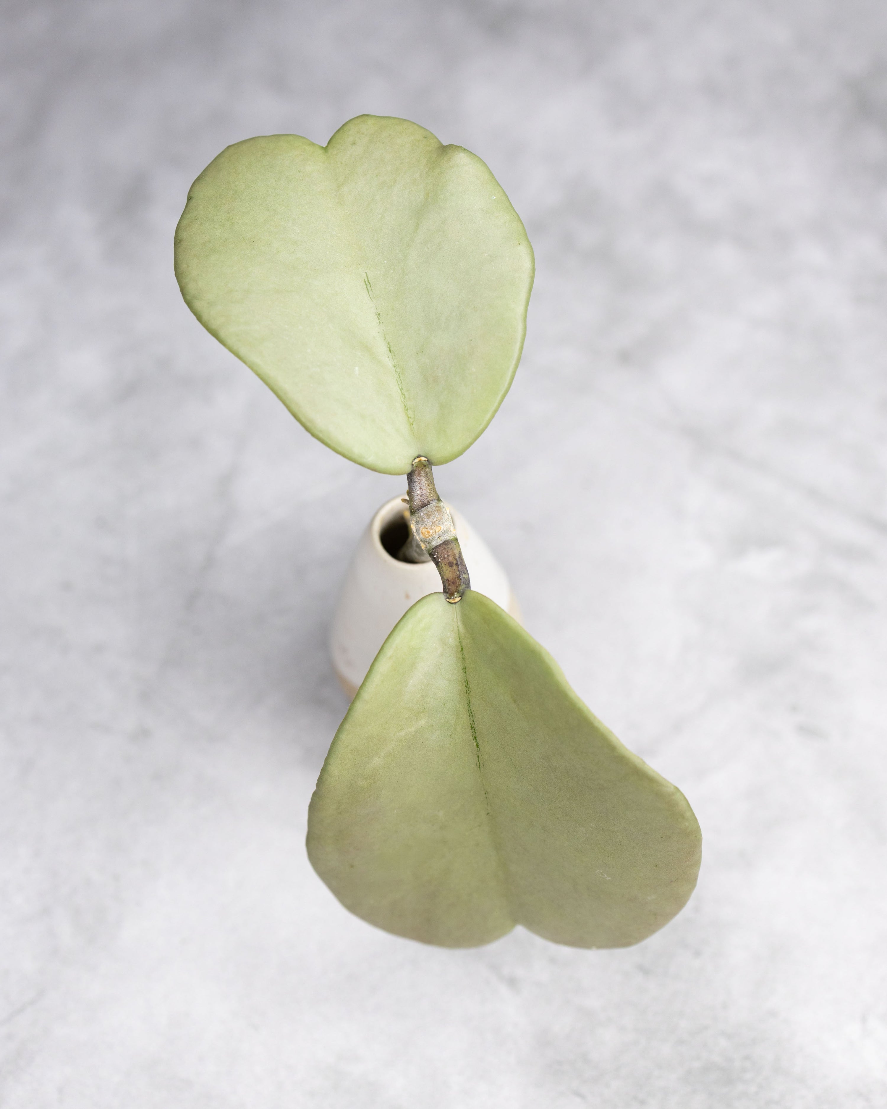 Hoya kerrii (Silver)